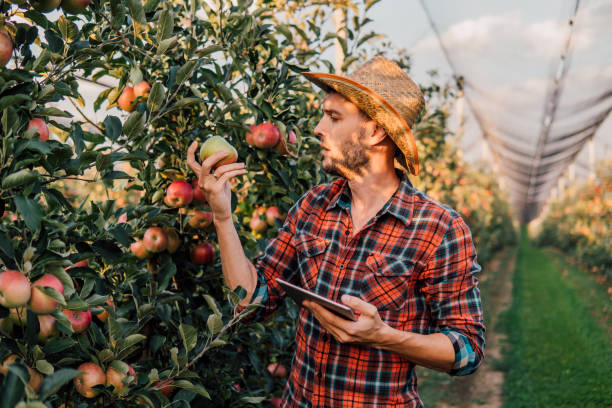 istock Young man with digital tablet at apple orchard 1058794030