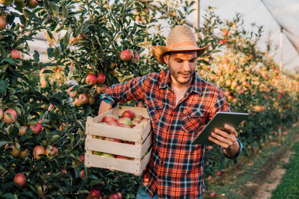 istock Young man holding a crate of apples and digital tablet 1058794078