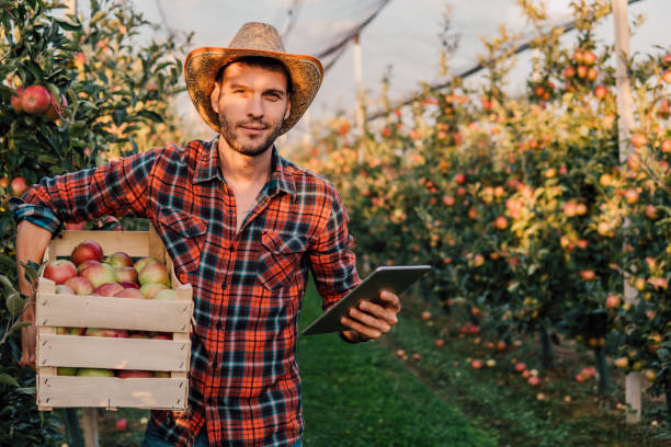 istock Farmer with digital tablet and crate of apples 1058794092
