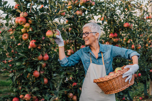 istock Senior woman picking apples 1058794142