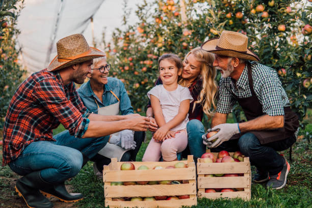 Child at apple orchard with family Happy young girl at plantation of fruit with parents and grandparents apple orchard family stock pictures, royalty-free photos & images