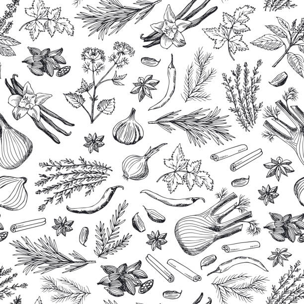 벡터 손으로 그린 허브와 향신료 배경 또는 패턴 일러스트 - parsley food freshness leaf stock illustrations