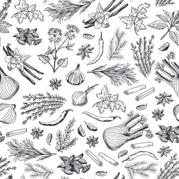 Vector illustration of Vector hand drawn herbs and spices background or pattern illustration