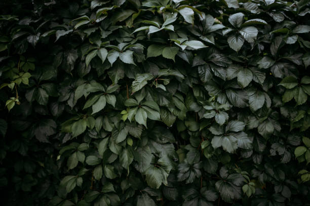 istock Background of green leaves 1058795108