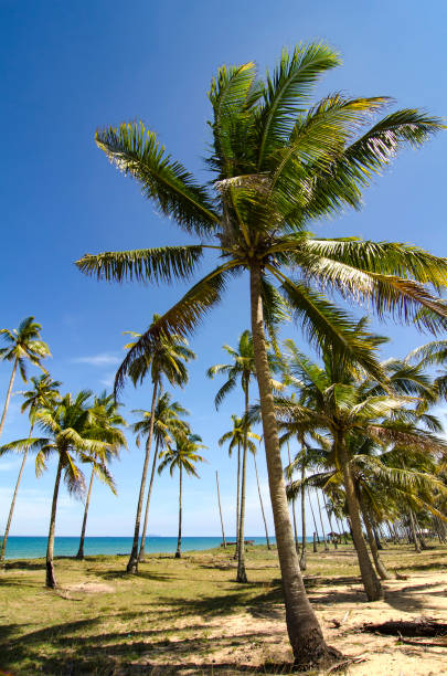 istock Coconut tree and beautiful nature at sunny day with cloudy blue sky background 1058797366