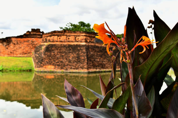 Yellow, red and sometimes pink they need a lot of water. These grow around the Moat, in Chiang Mai, Thailand