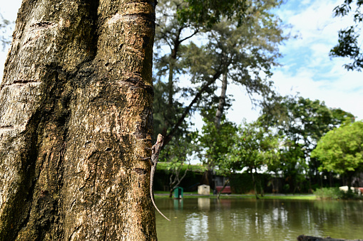 A large brown lizard sunbathing on a tree, near the pond
