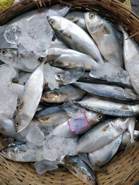 istock Seafood background food 1058800100