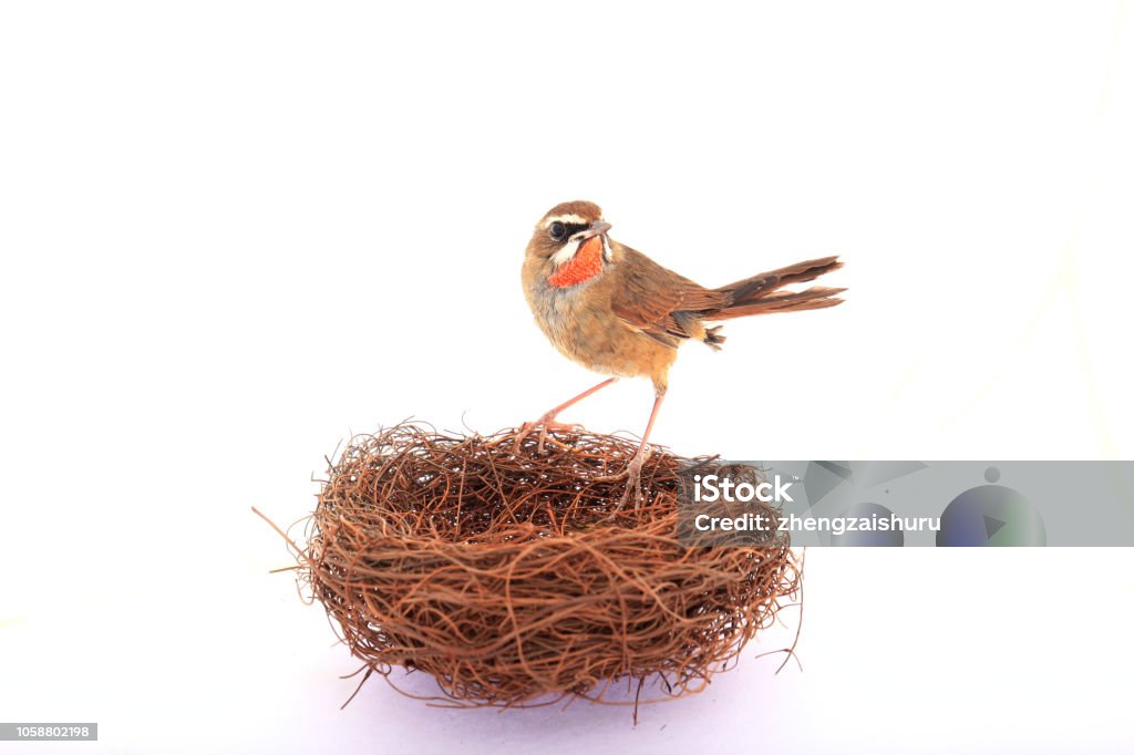 Luscinia calliope, - Photo de Chanter libre de droits