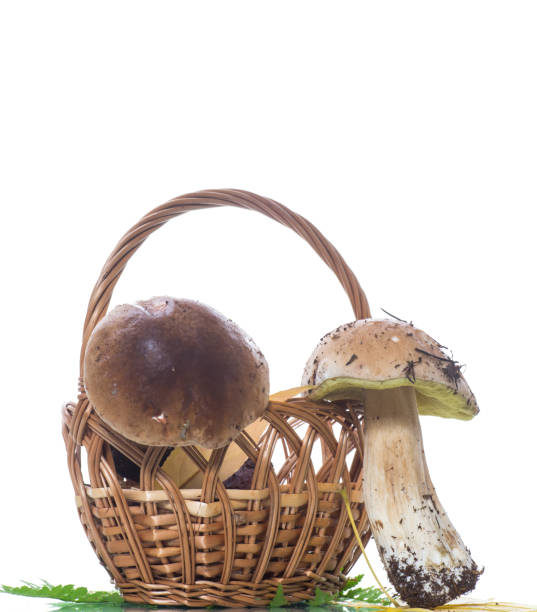 istock forest fresh natural mushrooms boletus on white 1058802834