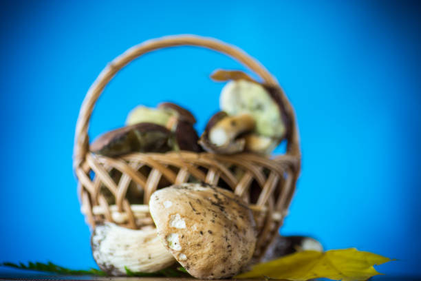 forest fresh natural mushrooms boletus on a blue background