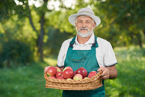Man with showing harvest, holding basket full of red delicious apples.