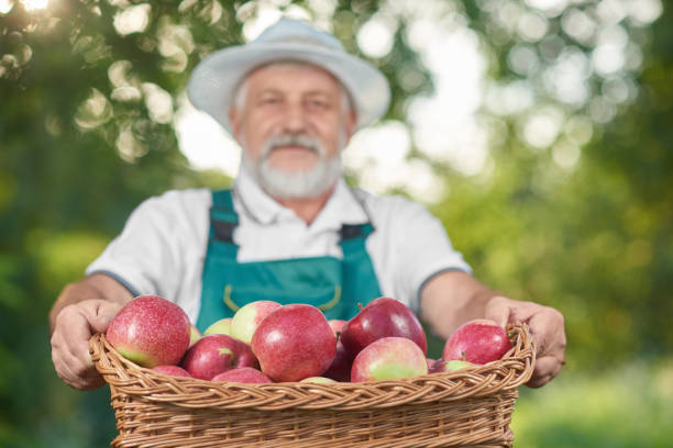 istock Basket with red apples in basket, farmer holdng it on background. 1058803104
