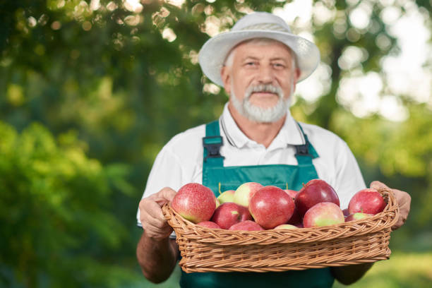 istock Old man in farmer's hat holding basket with apples. 1058803140