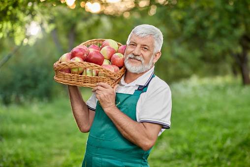 Bearded farmer holding basket with apples on shoulder.