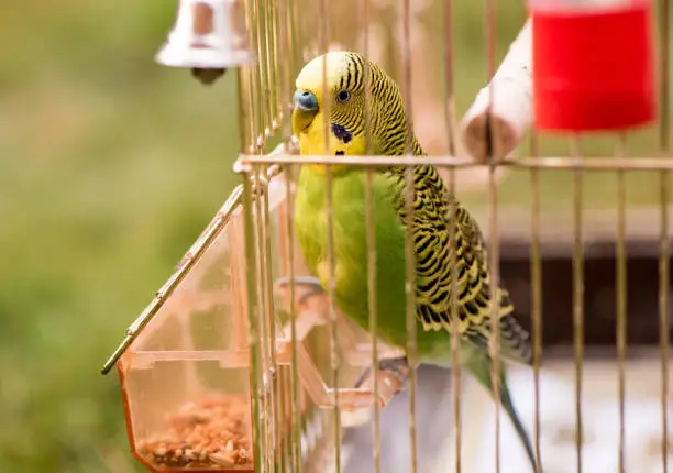 A parrot in a cage sits on a bird feeder and pecks grains. Cute green budgie.