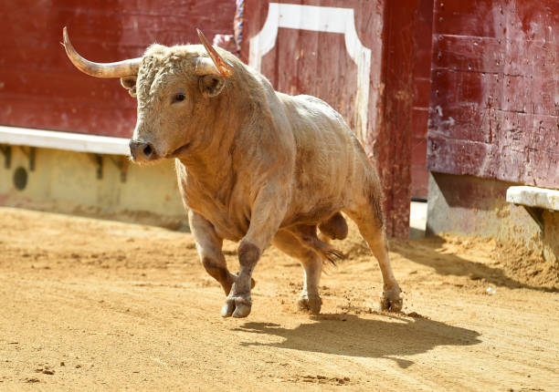 istock white bull in spain 1058805506