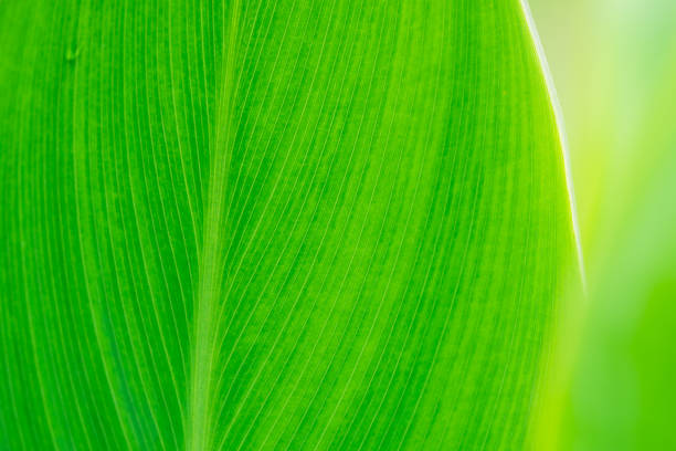 istock Closeup nature view of green leaf texture 1058805602