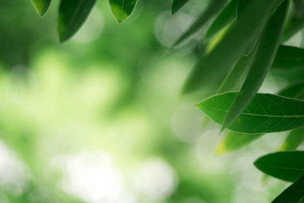 istock Closeup nature view of green leaf 1058806150