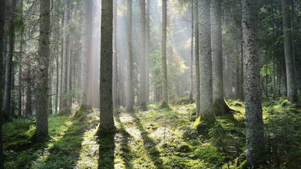istock Sun rays in a fog in the forest. Latvia 1058809906
