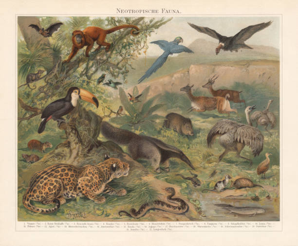 Neotropical realm (wildlife of Central and South America), published 1897 Neotropical realm - wildlife of the temperate zones (subtropics) of Central and South America: 1) Vampire bat (Desmodus rotundus); Venezuelan red howler (Alouatta seniculus); 3) Hyacinth macaw (Anodorhynchus hyacinthinus); 4) Andean condor (Vultur gryphus); 5) Southern opossum (Didelphis marsupialis); 6) Toco toucan (Ramphastos toco); 7) Pampas deer (Ozotoceros bezoarticus); 8) Scrub Tanager (Tangara Vitriolina); 9) Spangled coquette (Lophornis stictolophus); 10) Lama; 11) Collared peccary (Pecari tajacu); 12) Agouti (Dasyprocta); 13) Brazilian guinea pig (Cavia aperea); 14) Giant anteater (Myrmecophaga tridactyla); 15) Greater rhea (Rhea americana); 16) Jagur (Panthera onca); 17) Bushmaster snake (Lachesis muta); 18) Túngara frog (Engystomops pustulosus); 19) Water Opossum (Chironectes minimus); 20) Nine-banded armadillo (Dasypus novemcinctus); 21) Spotted nothura (Nothura maculosa); 22) South American lungfish (Lepidosiren paradoxa). Lithograph after a drawing by Friedrich Specht (German animal painter, 1839 - 1909), published in 1897. amphibian illustrations stock illustrations