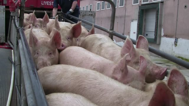 Pigs descend from the catwalk by truck