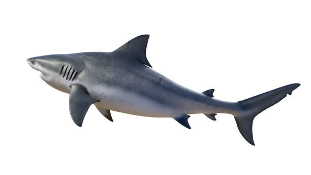 ฉลามกระทิงแยกตัวบนสีขาว - เม็กกาโลดอน ภาพสต็อก ภาพถ่ายและรูปภาพปลอดค่าลิขสิทธิ์