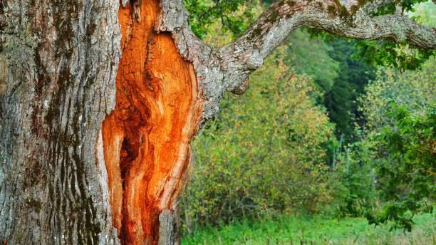 istock Old mighty oak tree in Latvian countryside 1058818476