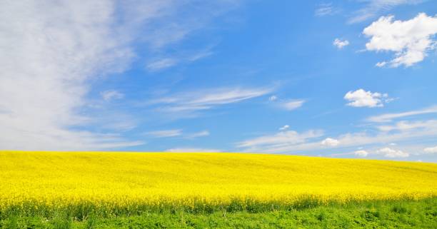 istock yellow rapeseed field in Latvia 1058818632