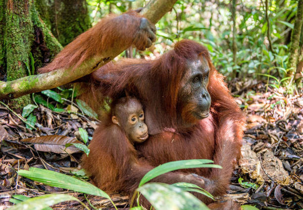 엄마와 새끼 자연 서식 지에서. - young animal orangutan mother ape 뉴스 사진 이미지