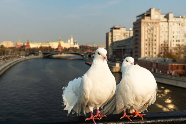 istock Two white dove birds sit on a bridge rail 1058823072
