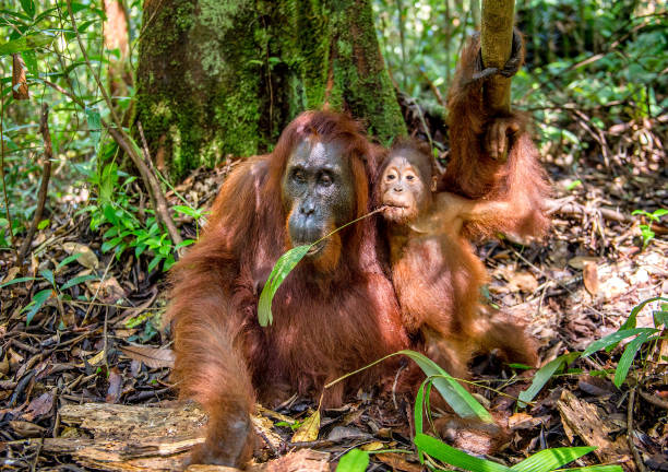 istock Orangutan baby and mother. 1058823804