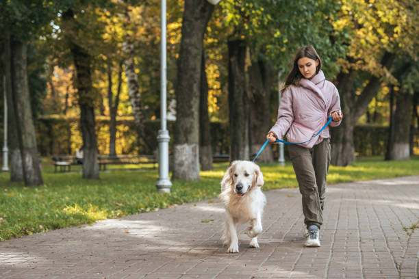 istock young woman walking with guide dog in park 1058823828