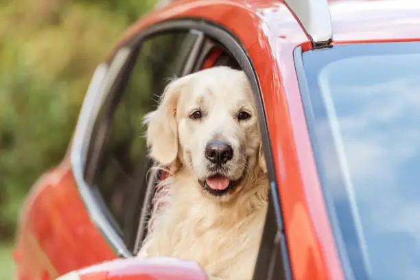 Photo of cute funny retriever dog sitting in red car and looking at camera through window