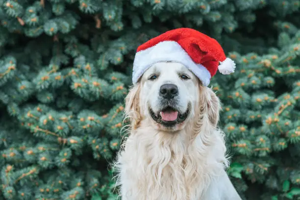 Photo of cute funny dog in santa hat sitting near fir tree in park