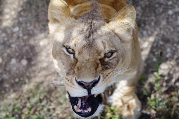 Beautiful young brown African Lioness sitting idle in a game reserve