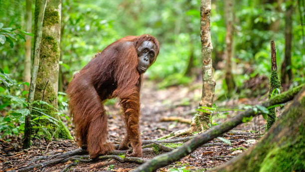 istock Bornean orangutan in the wild nature. 1058824096