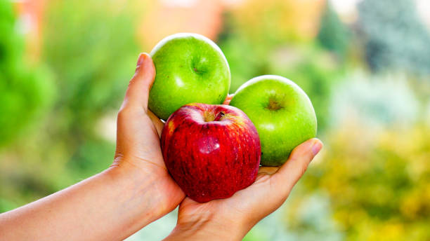 istock Colorful apples in the hands. 1058824254