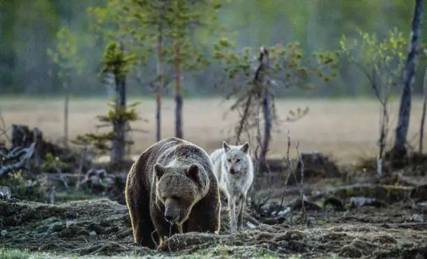 Photo of Brown Bear and Gray Wolf