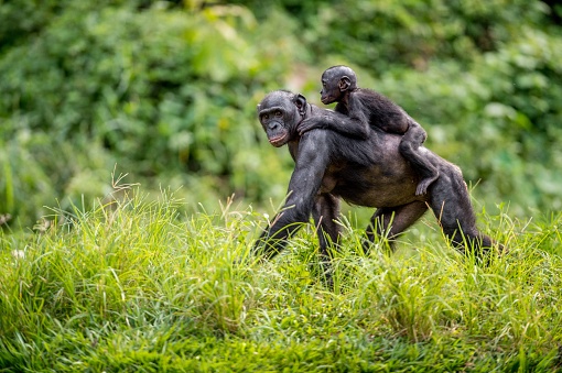 Bonobo Cub en parte posterior de la madre photo