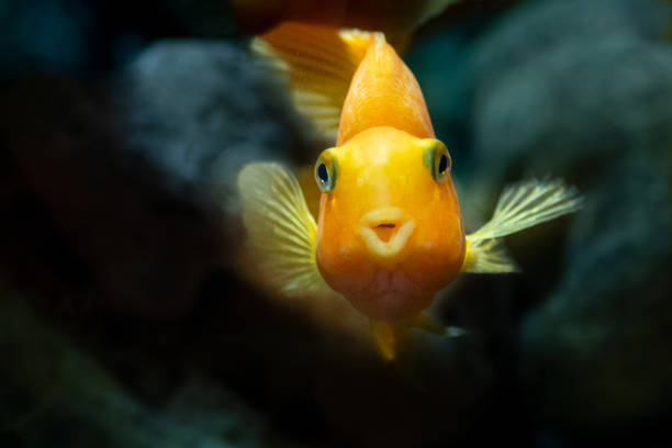 Animals Yellow, orange goldfish, koi fish in a fishbowl looks at you and speaks something important. May all your wishes come true. Free space to enter custom text goldfish stock pictures, royalty-free photos & images