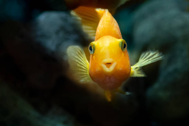 Animals Yellow, orange goldfish, koi fish in a fishbowl looks at you and speaks something important. May all your wishes come true. Free space to enter custom text gold fish tank stock pictures, royalty-free photos & images