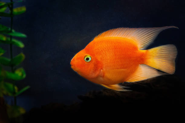 istock Sidewise, in profile view of a goldfish 1058825008