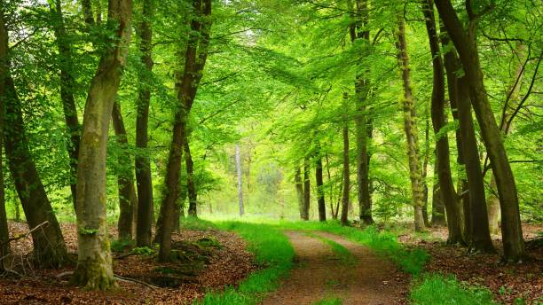 istock Walkaway in the spring forest Veluwe, the Netherlands 1058825240
