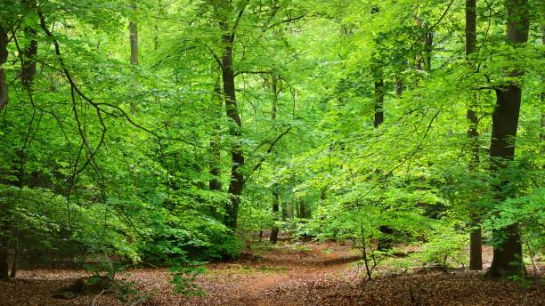 istock Walkaway in the spring forest Veluwe, the Netherlands 1058825242