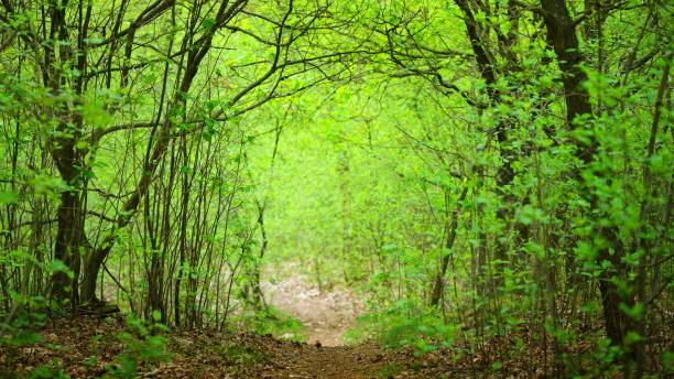 istock Walkaway in the spring forest Veluwe, the Netherlands 1058825266