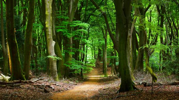istock Walkaway in the spring forest Veluwe, the Netherlands 1058825304