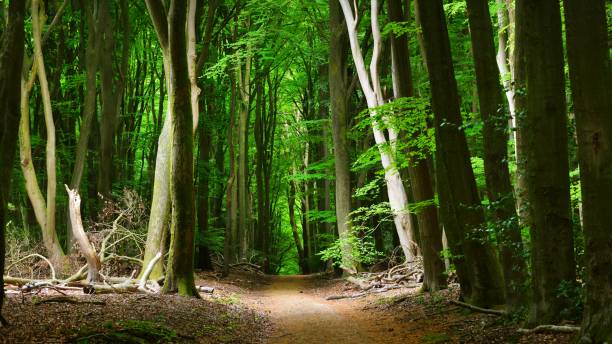 istock Walkaway in the spring forest Veluwe, the Netherlands 1058825310
