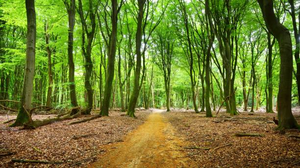 istock Walkaway in the spring forest Veluwe, the Netherlands 1058825312