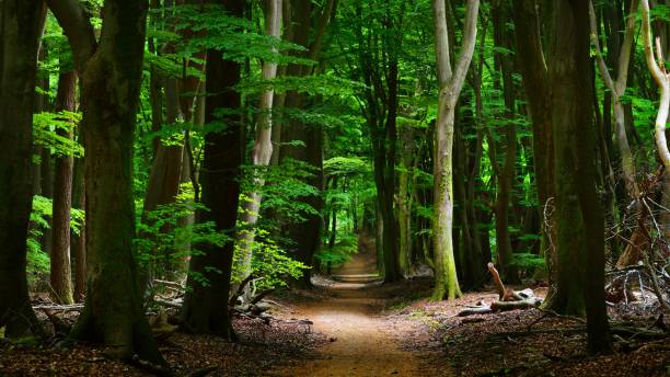 istock Walkaway in the spring forest Veluwe, the Netherlands 1058825328